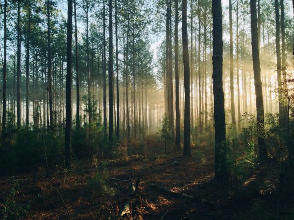 sun rays in pine forest