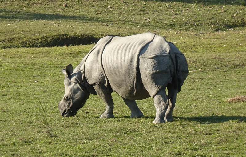 rhinoceros in pobitora wildlife sanctuary