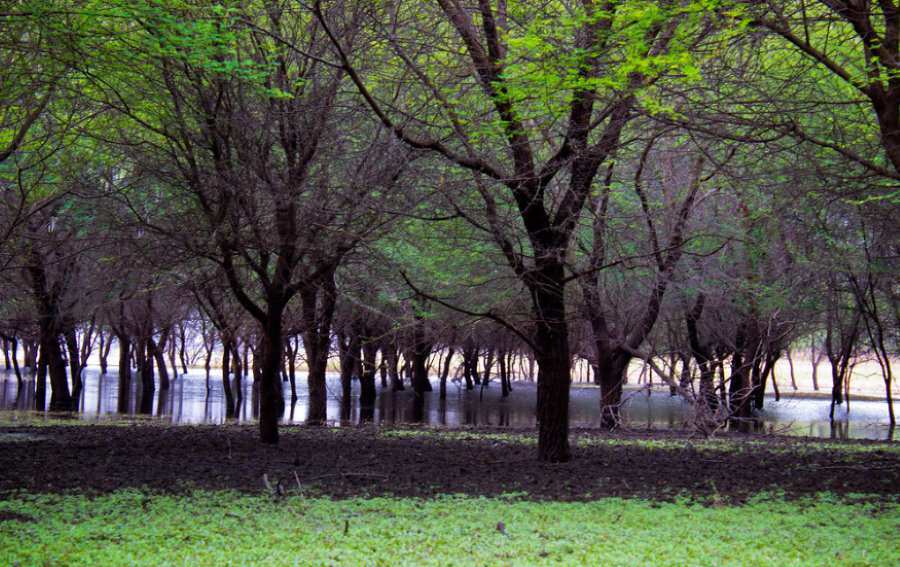 pocharam sanctuary