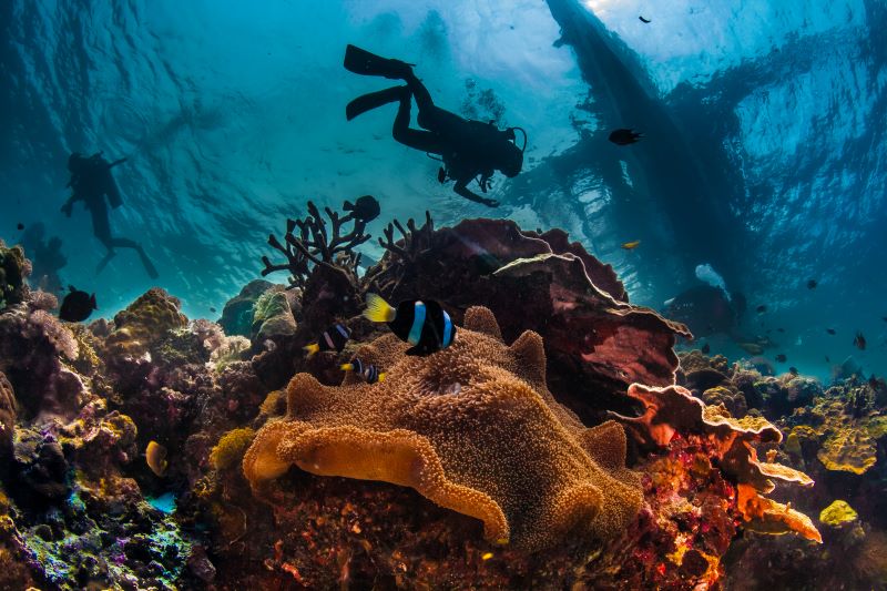 scuba diver swimming above fishes