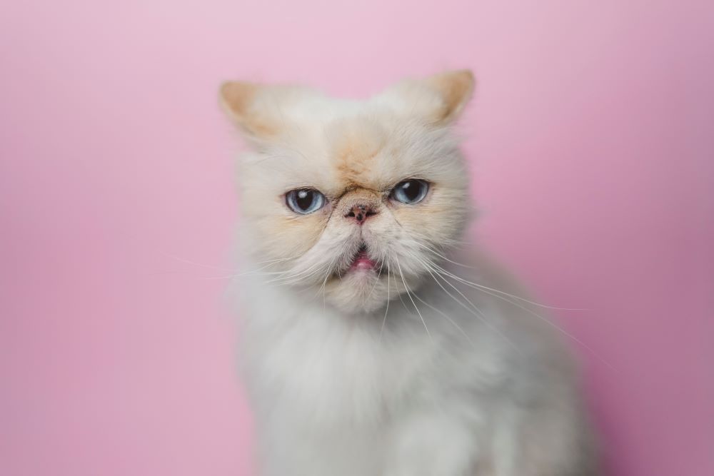 himalayan cat staring at camera