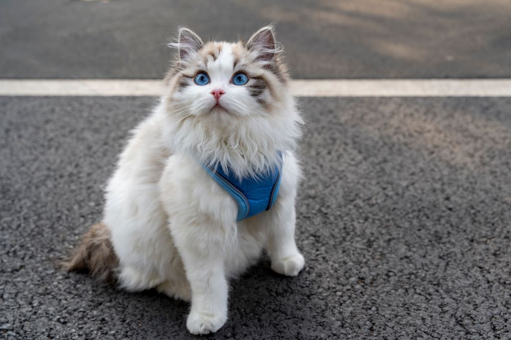 ragdoll cat on road