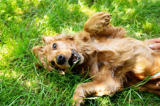 english cocker spaniel dog in green grass