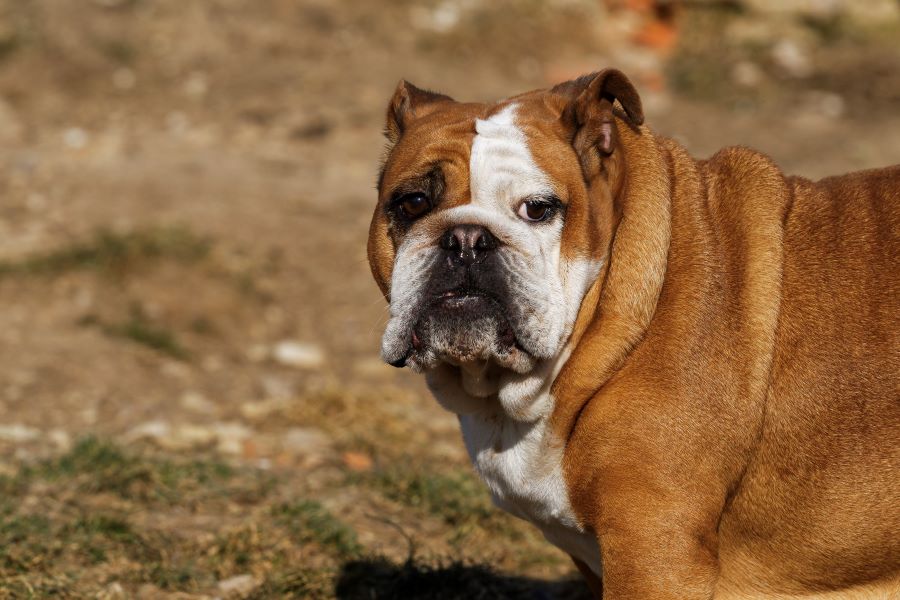 portrait of the english bulldog