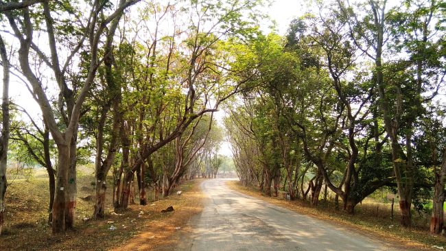 road in the middle of forest