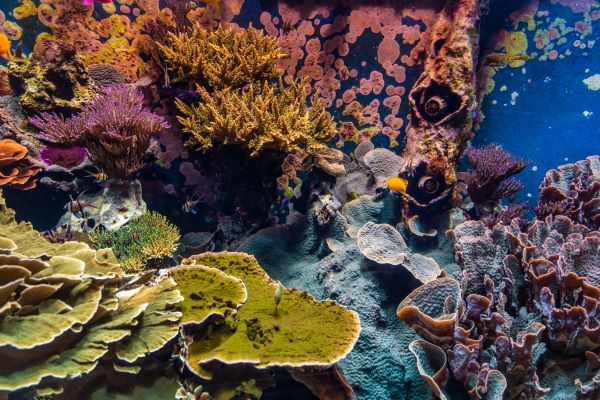 close up of the coral reef