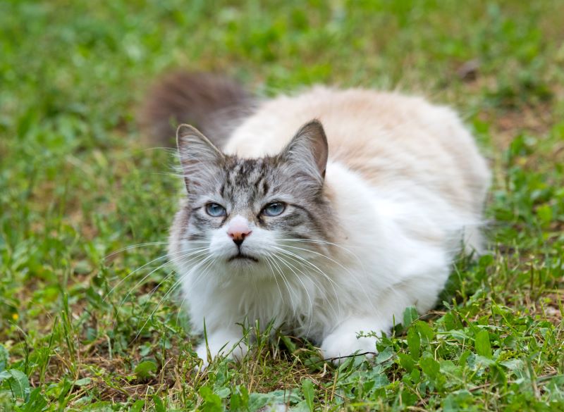 ragdoll cat in garden