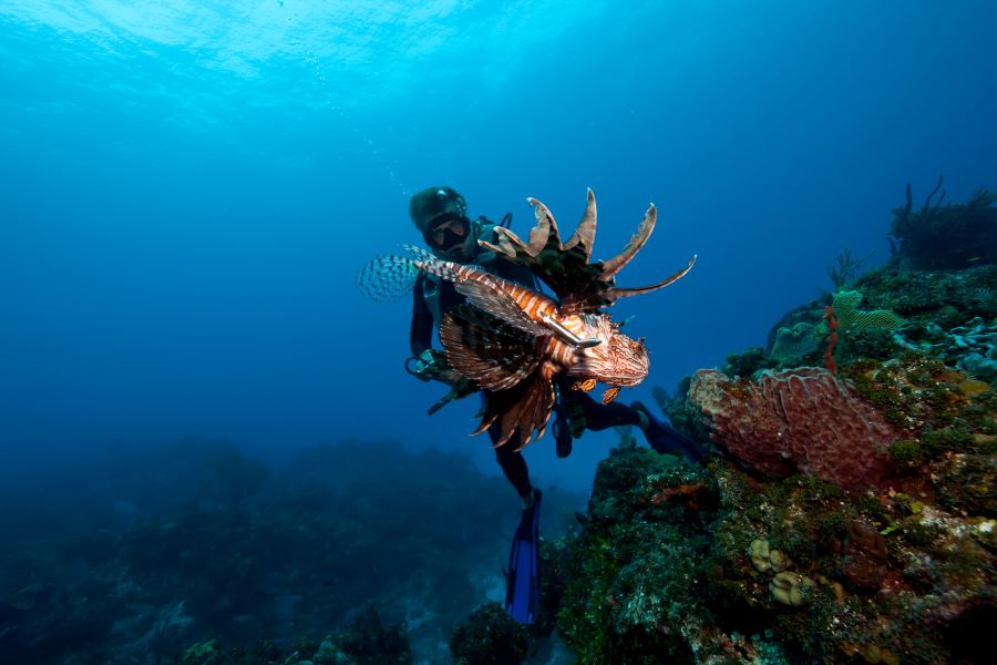 scuba diver looking at a fish