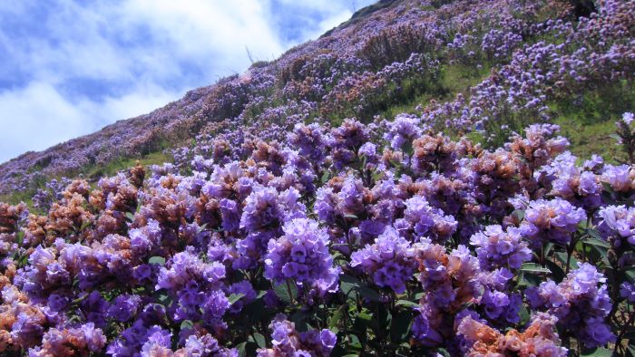 purple flowers in rajamalai