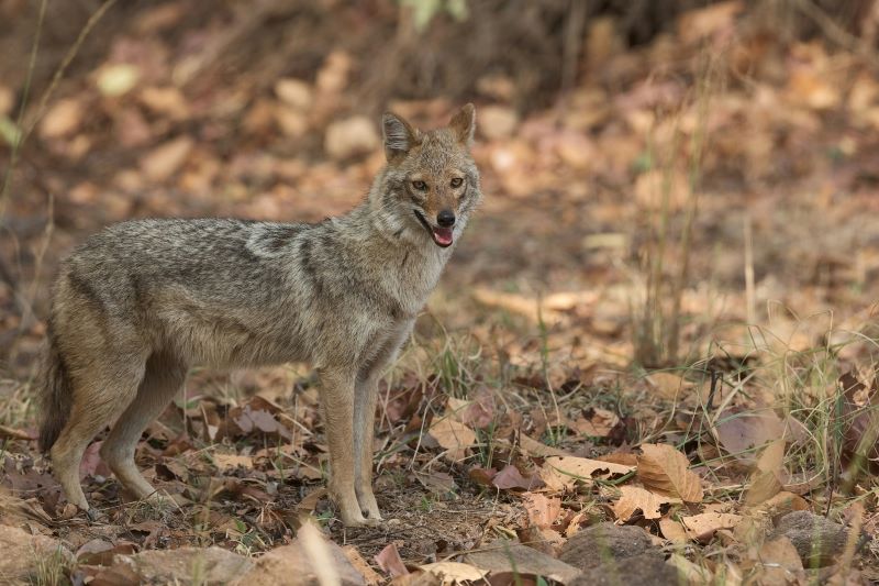 a fox in ralamandal forest