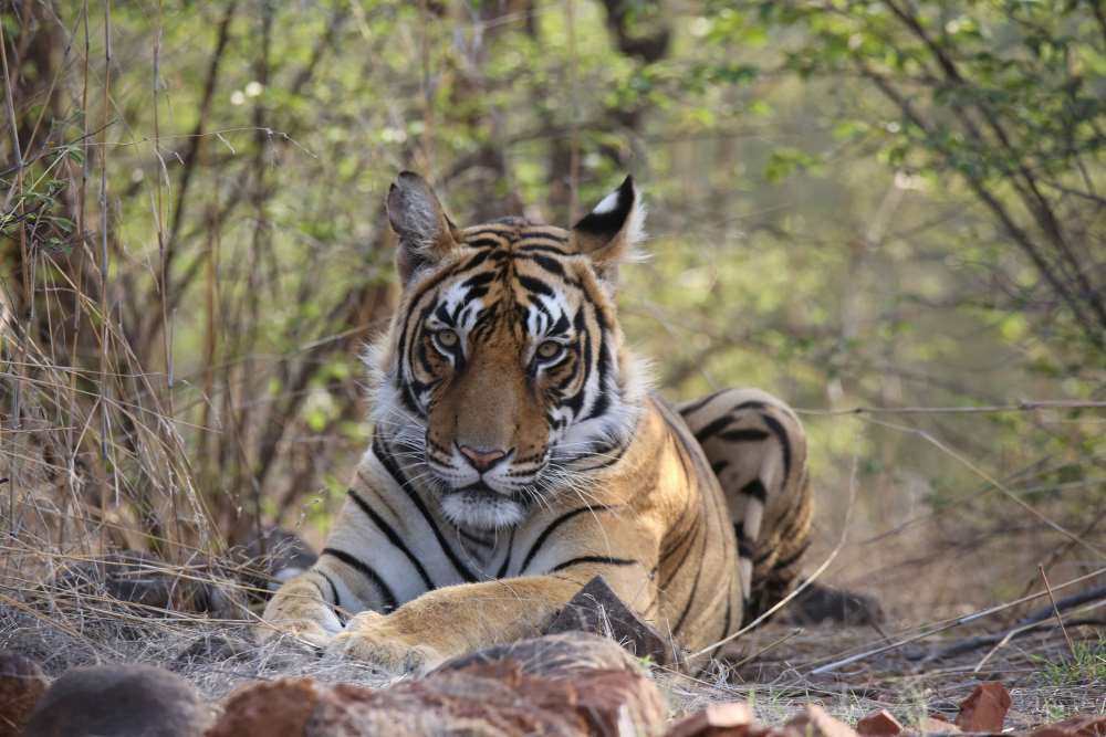 tiger in ranthambore national park