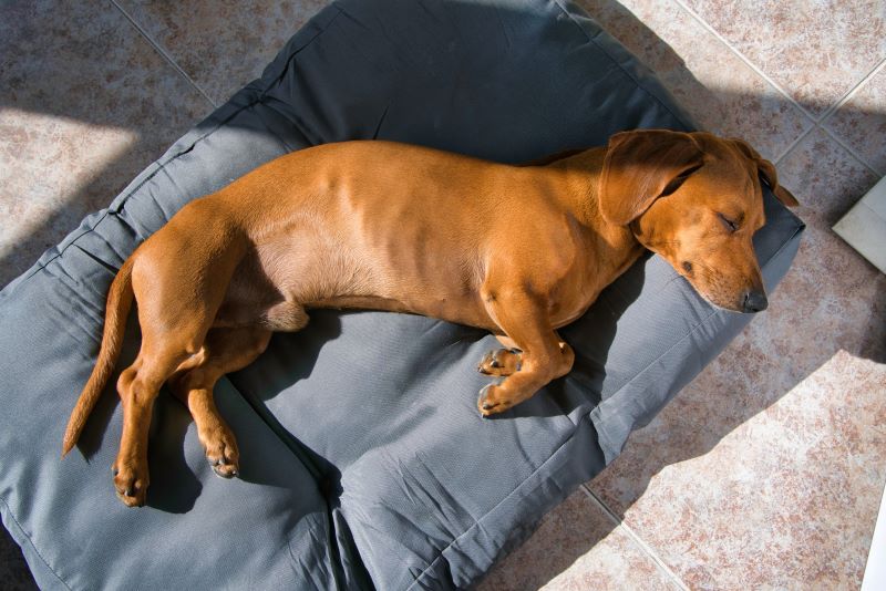 dachshund sleeping on bed