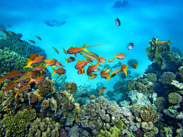 tropical fishes and coral reef