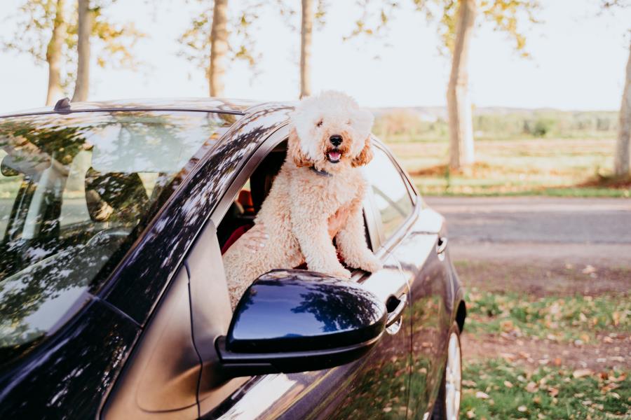 things to bring for a road trips with your dog