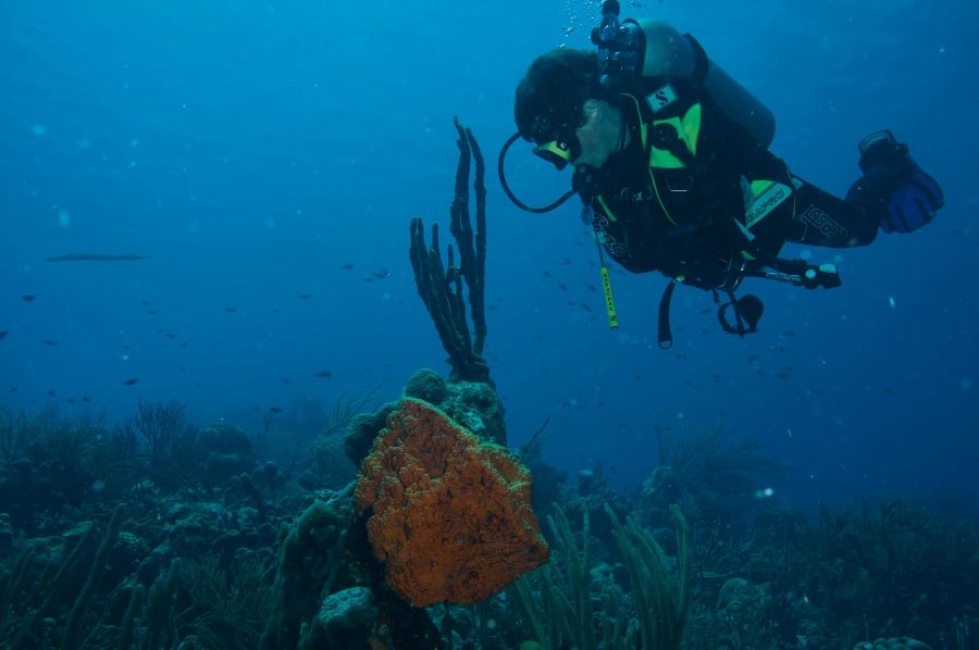 scuba diver looking at the coral reef