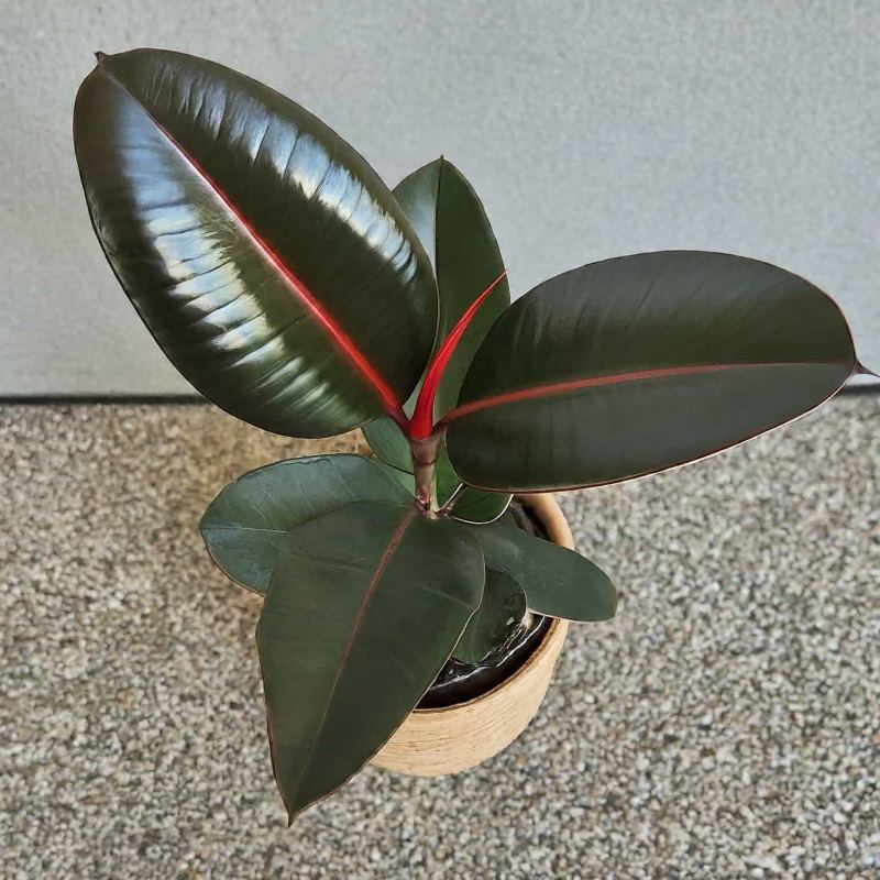 Rubber Plant