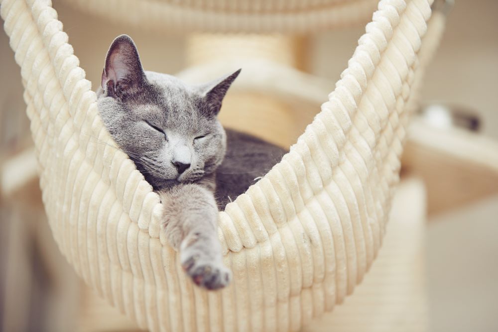 russian blue cat sleeping