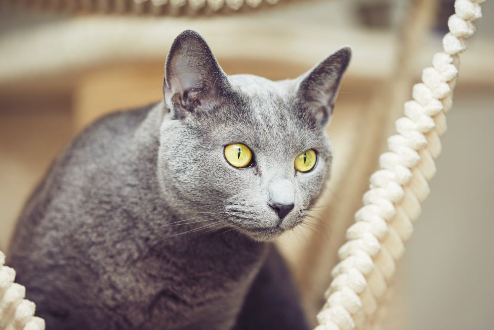 russian blue cat staring