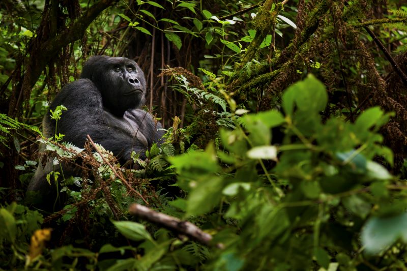 one gorilla in rwanda volcanoes park