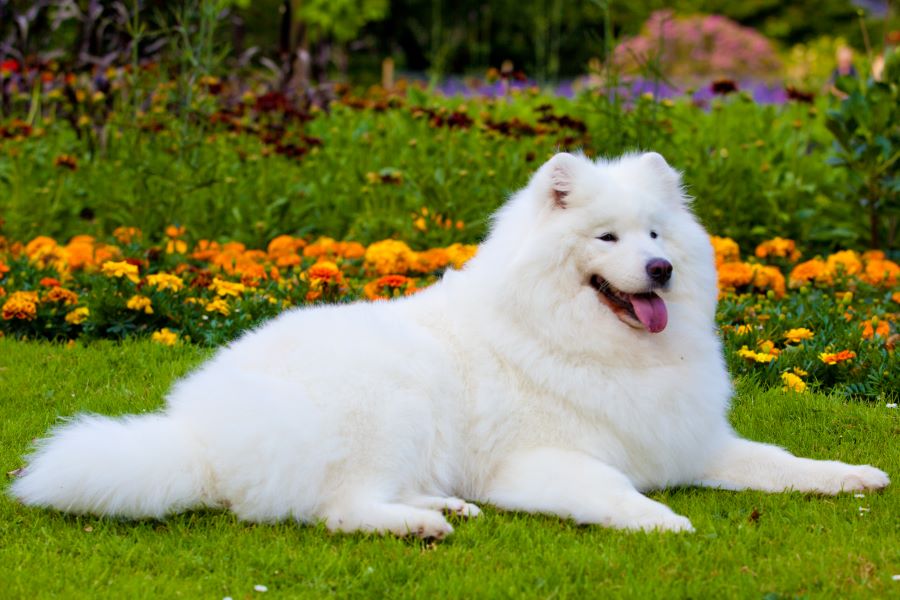 Samoyed best sale dogs 101