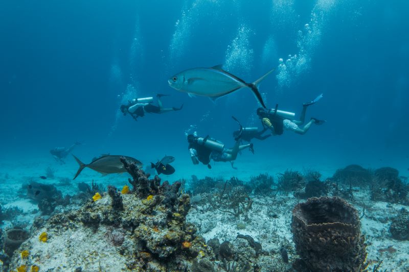 three scuba divers around fishes