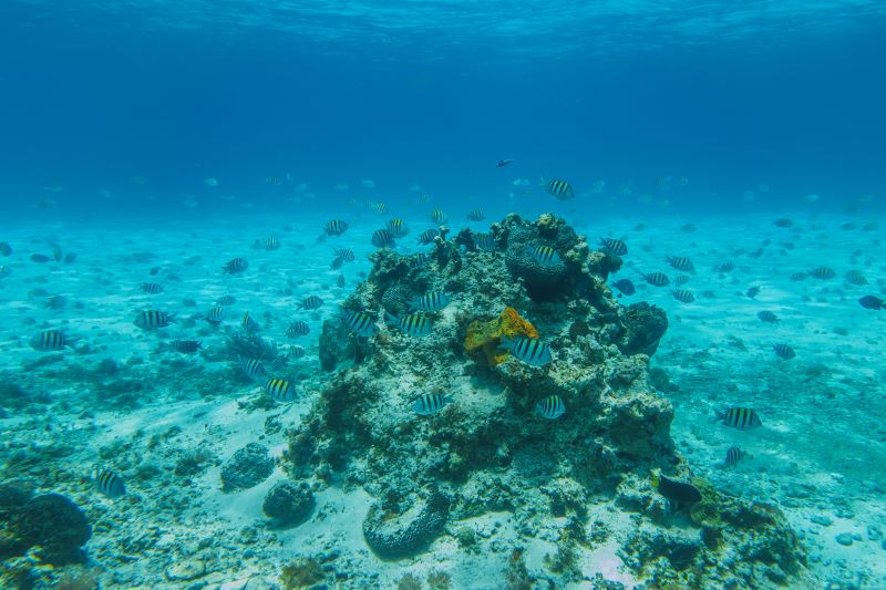 sargent fishes in underwater of sea