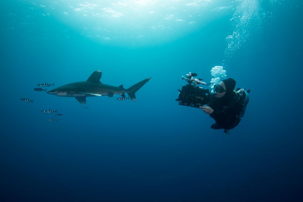 scuba diver is filming fishes