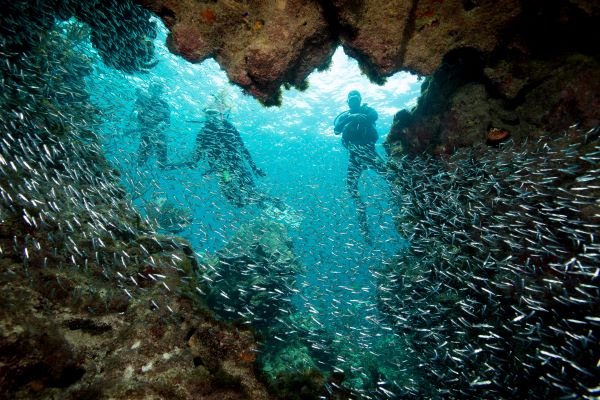 three scuba divers watching a bunch of fishes infront of them