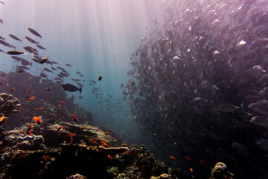 group of different fishes underwater