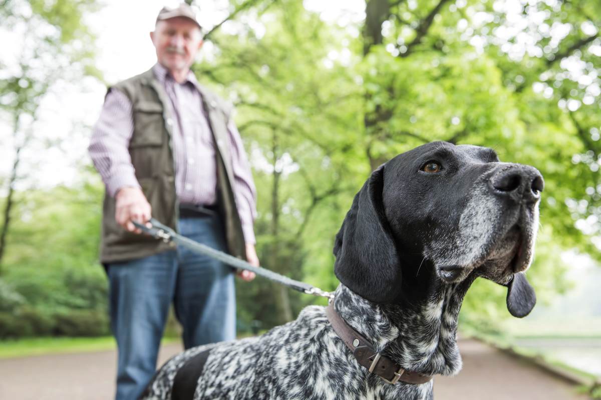 german shorthaired pointer dogs