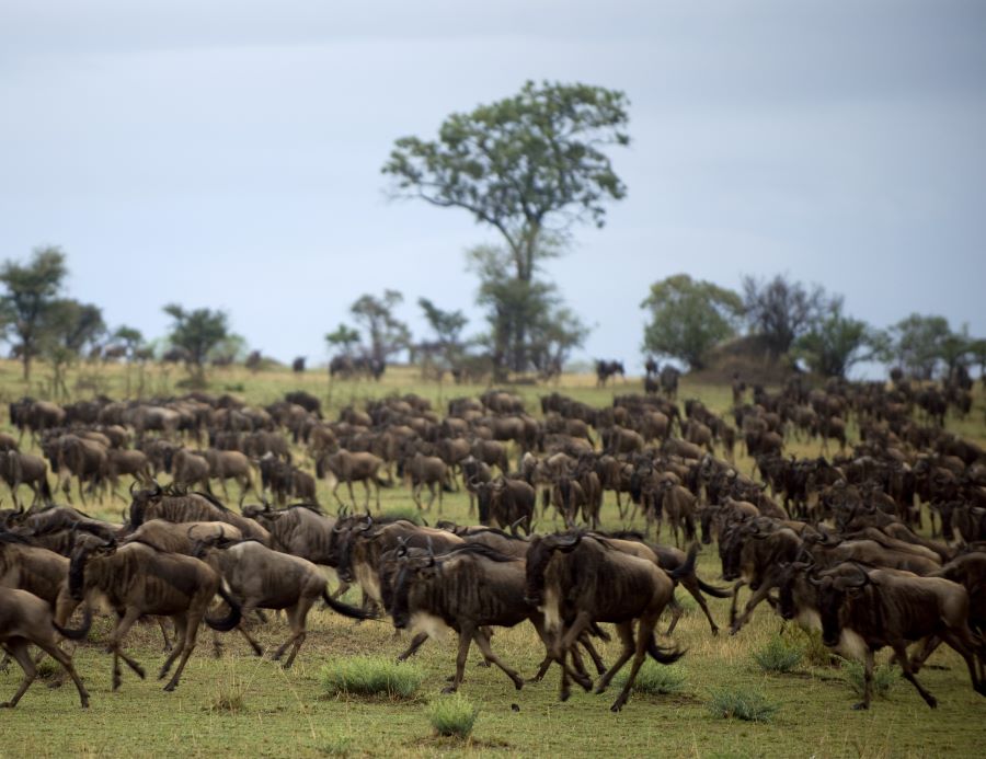 group of animals running in serengeti park