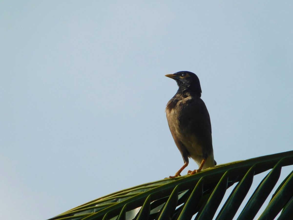 an amazing view of bird in santiniketan