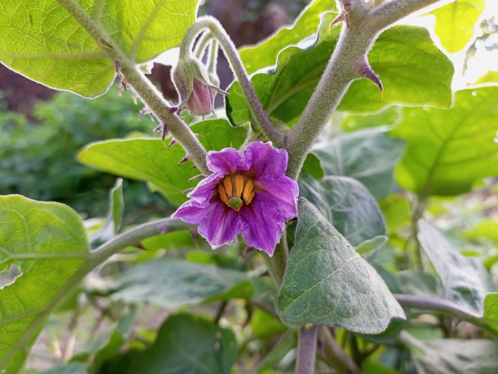 shot-of-an-kantakari-flower