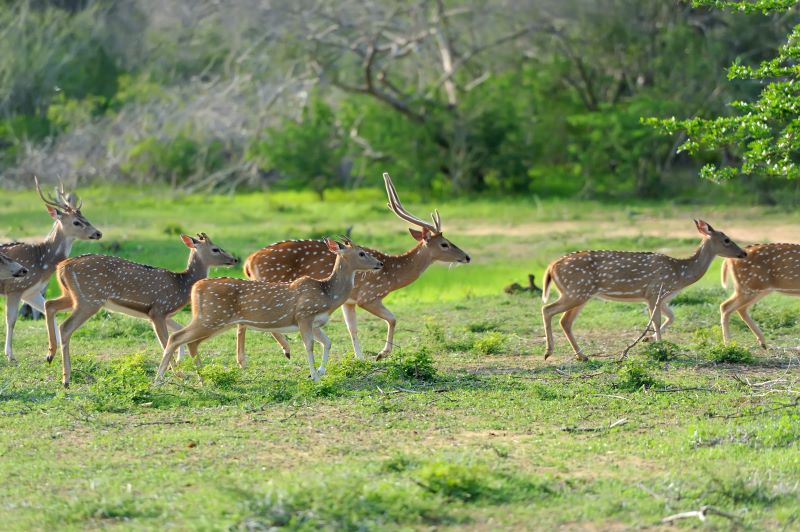 shuklaphanta wildlife reserve kanchanpur district