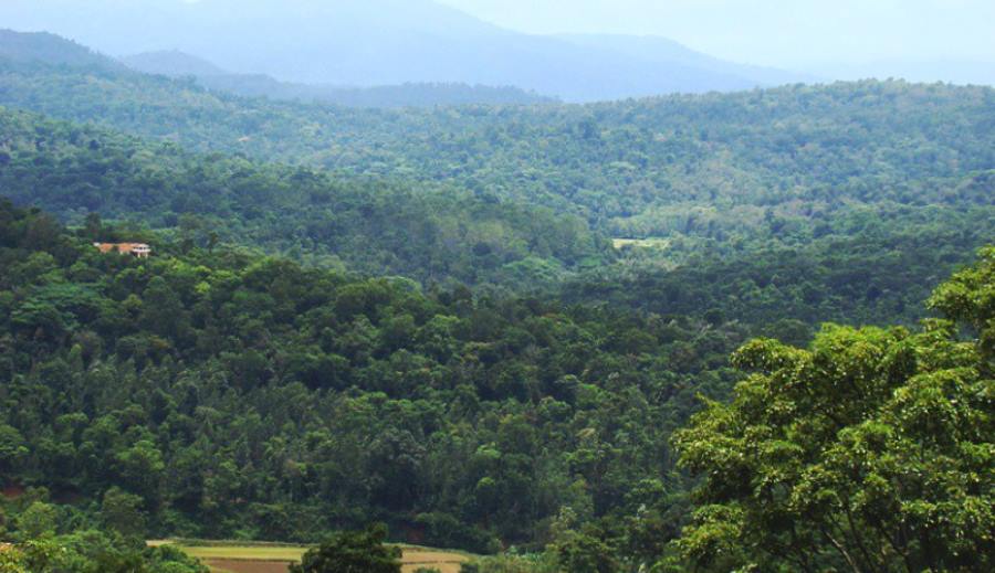 siddapur in karnataka