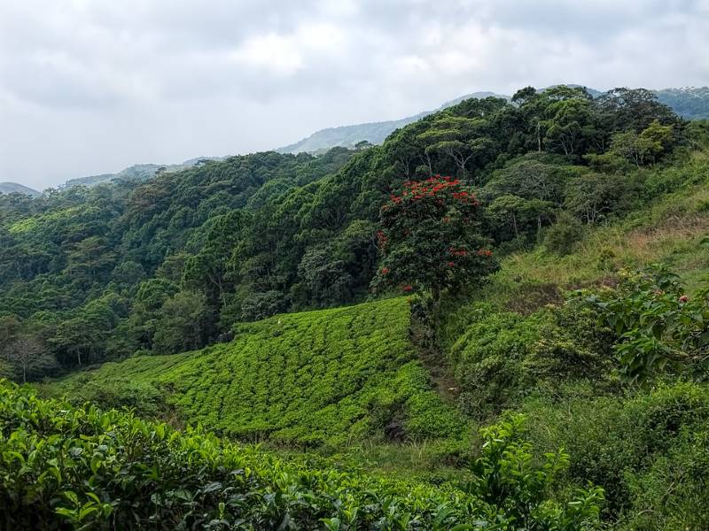 sinharaja forest reserve sri lanka