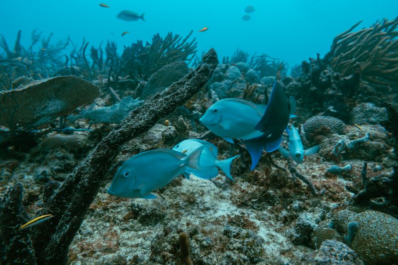 three blue fishes under water