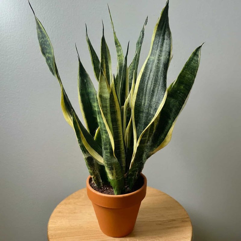 Snake Plant