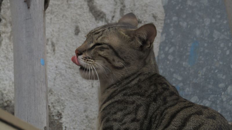 spotted-cats-tongue-tip-hanging-out