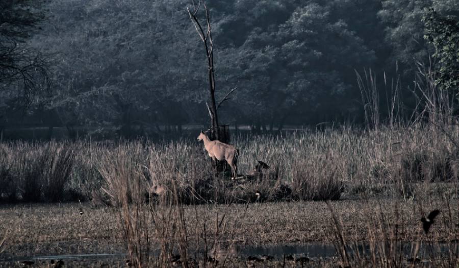 sultanpur park