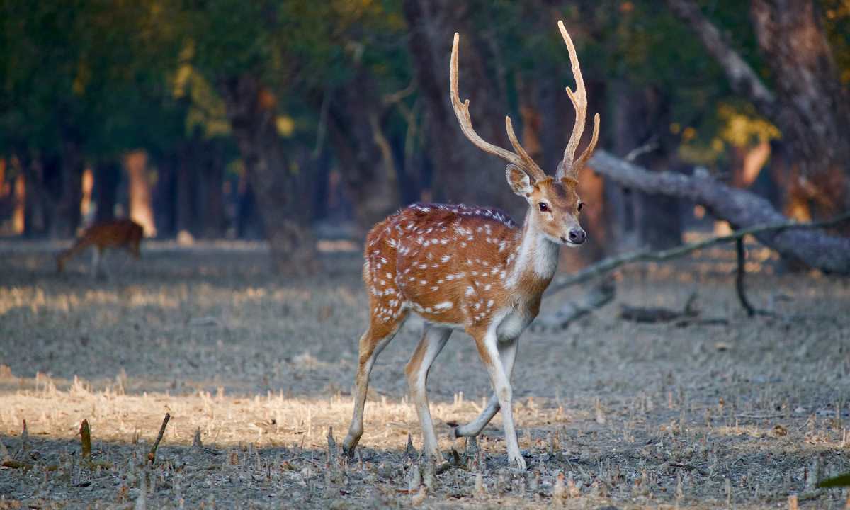 a beautiful deer standing in sundarban national park