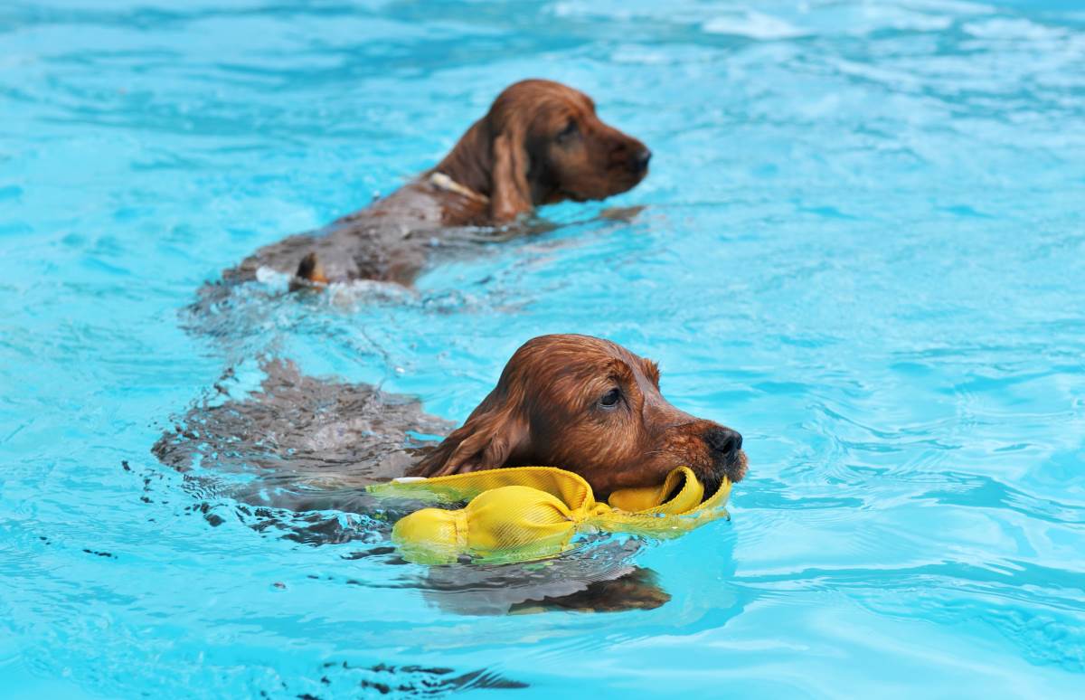 swimming cocker spaniel