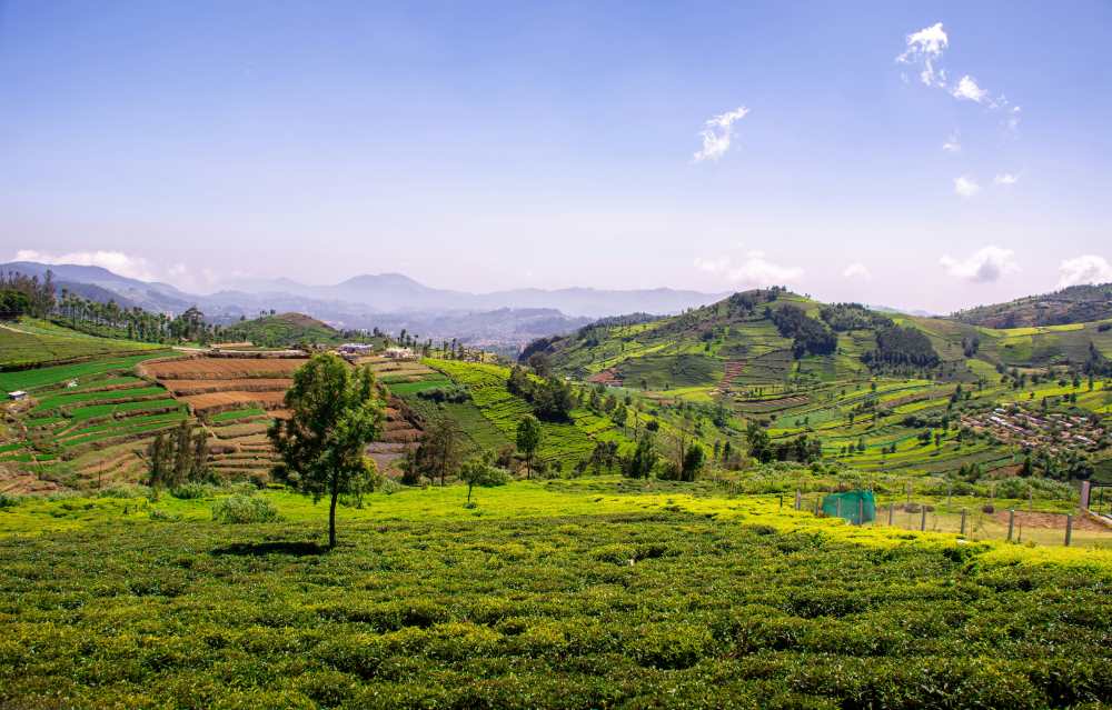 feel the natural smell of tea leaves from coonoor tea estate