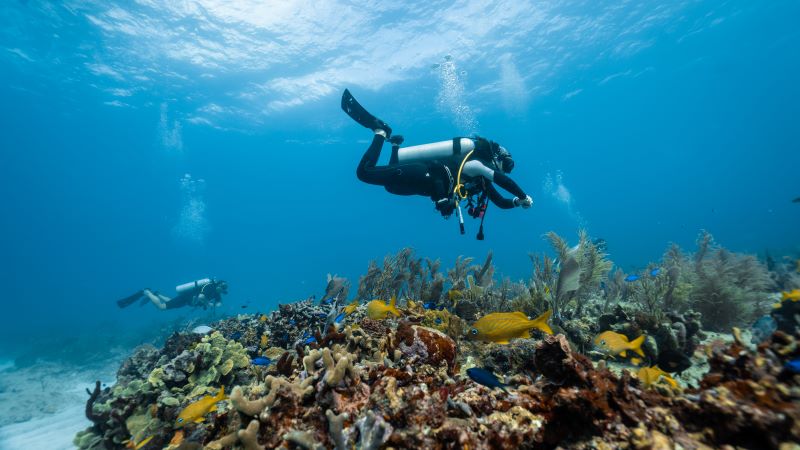 two scuba divers exploring sea