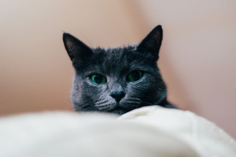 russian blue cat look straight at camera