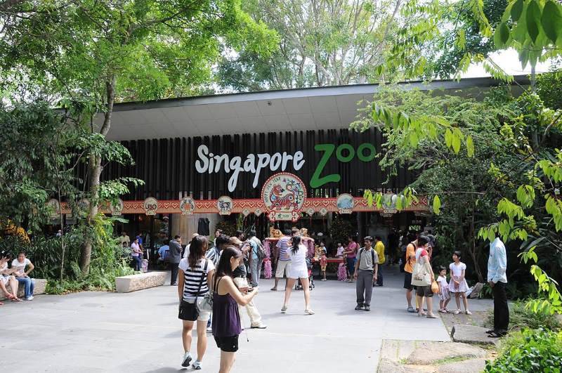 the singapore zoo mandai lake road