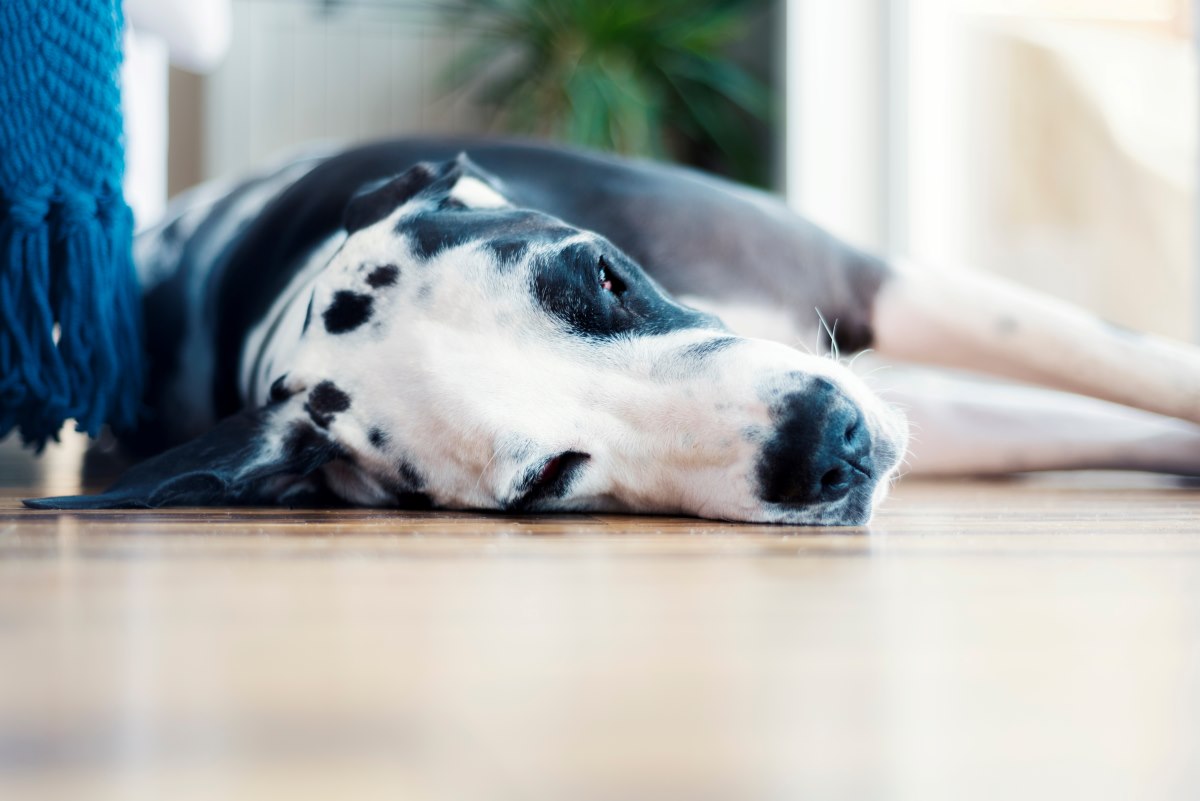 dog sleeping on floors