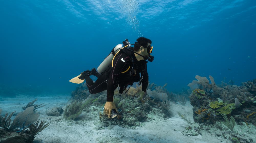 a scuba diver exploring the sea