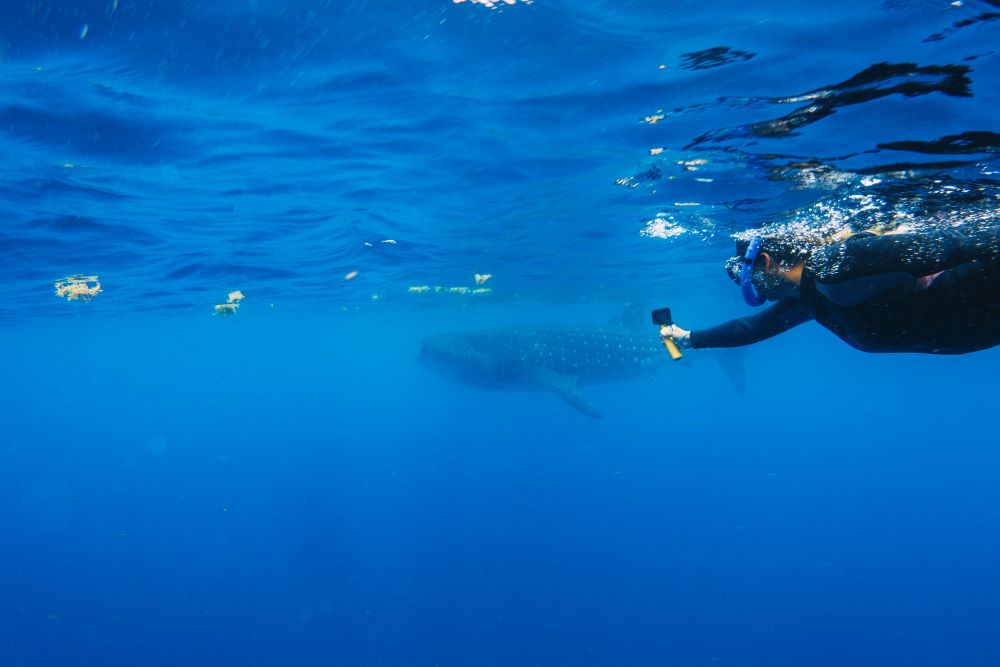 a scuba diver capturing a whale