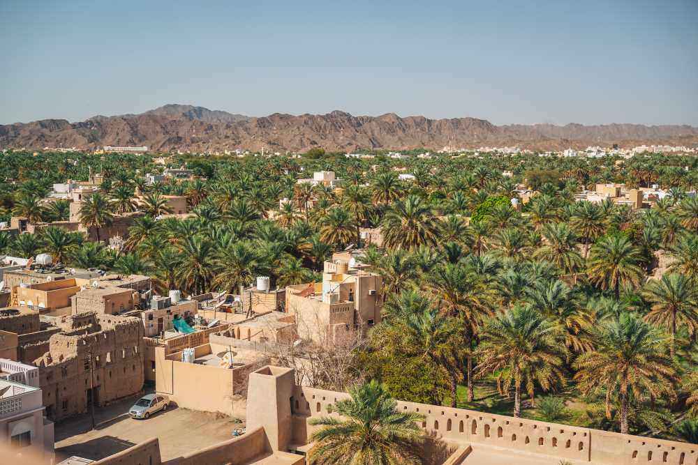 city surrounded by palm tree